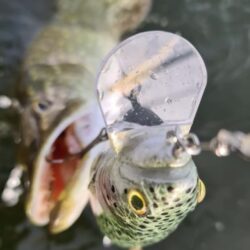 4 Key Customer Sentiments