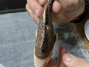 Perch Sculpture Mini